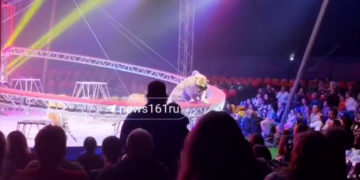 Стали известны подробности инцидента с тигром в Ростове: родители закрыли детей