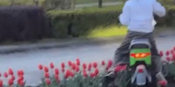 Тиктокерши на скутере повредили клумбы в центре Краснодара