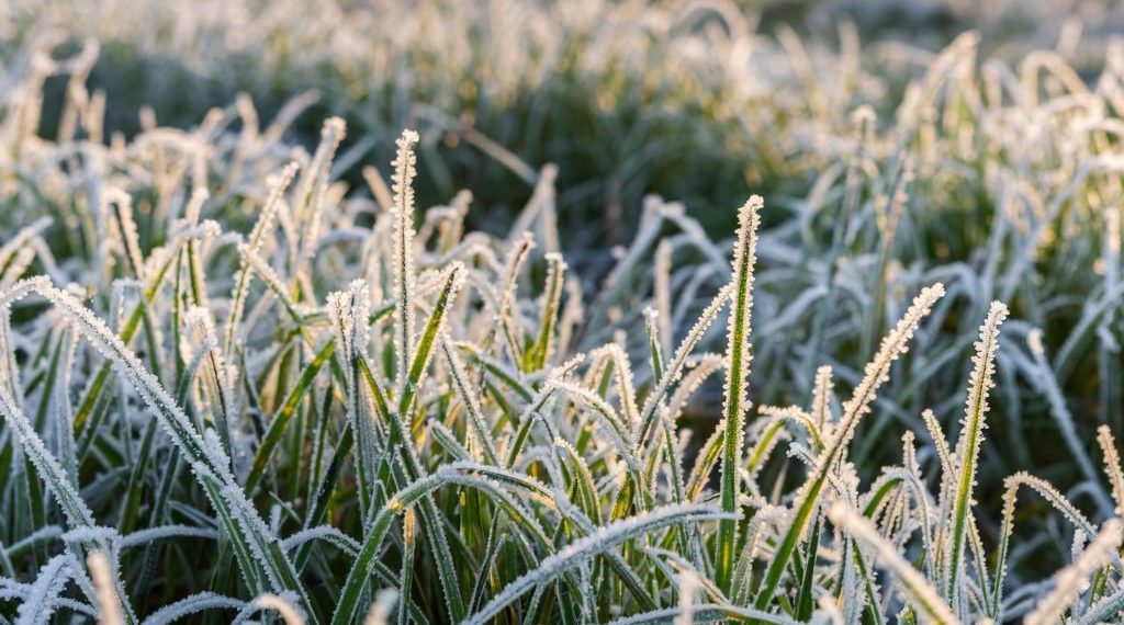 Синоптики ударили в колокол: в Краснодарском крае грядут опасные заморозки