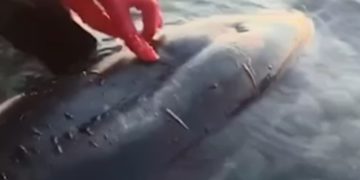 Волонтеры спасли дельфина-белобочку у скалы Киселева в Туапсинском районе Кубани