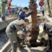 На набережной реки Псезуапсе в Сочи высадили «Сад памяти»