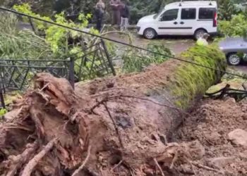 В Сочи рухнули одновременно два дерева