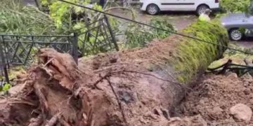В Сочи рухнули одновременно два дерева