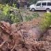 В Сочи рухнули одновременно два дерева