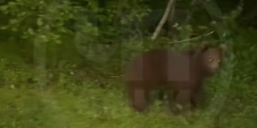 Вечерняя прогулка медведя нарушила спокойствие туристов на «Розе Хутор»
