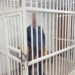 Жителя Сочи, стрелявшего в подростка из пневматики, закрыли в СИЗО