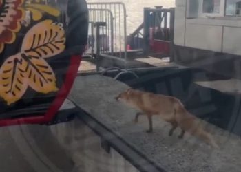 На горнолыжном курорте в Сочи лиса пыталась уехать на подъемнике