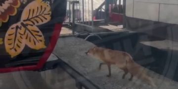 На горнолыжном курорте в Сочи лиса пыталась уехать на подъемнике
