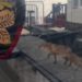 На горнолыжном курорте в Сочи лиса пыталась уехать на подъемнике