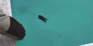 Лягушки оккупировали бассейн жительницы Анапы
