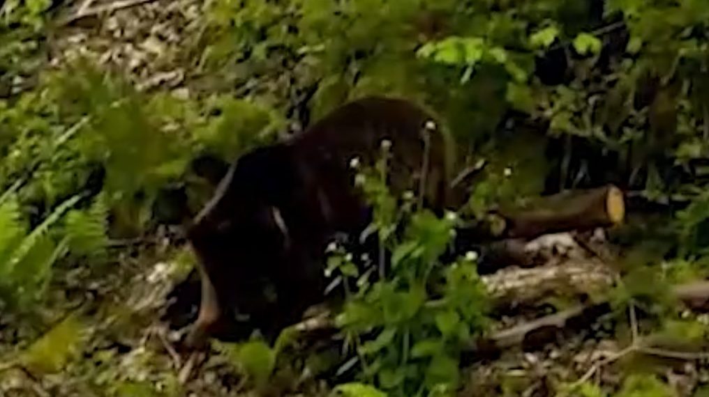 В Сочи сняли на видео медвежонка