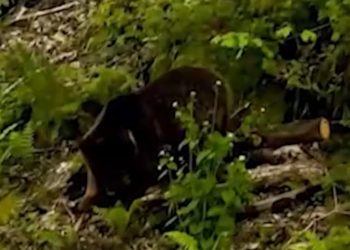 В Сочи сняли на видео медвежонка