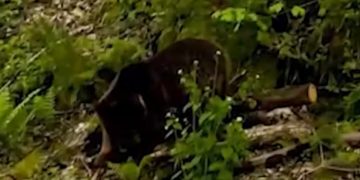 В Сочи сняли на видео медвежонка