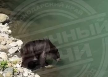 В Сочи туристы не дали медведям попить воды