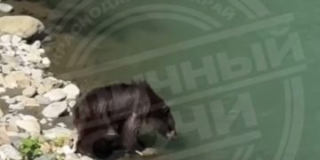 В Сочи туристы не дали медведям попить воды