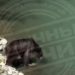 В Сочи туристы не дали медведям попить воды