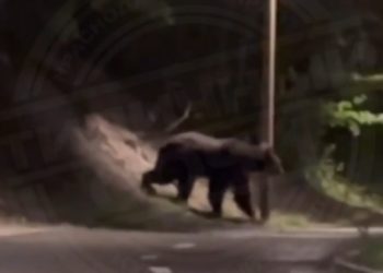 В Сочи сняли на видео медведя
