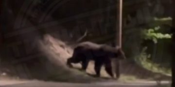 В Сочи сняли на видео медведя
