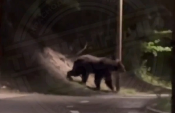 В Сочи сняли на видео медведя