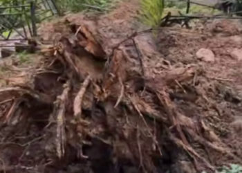 Сразу два крупных дерева рухнули на улице Бытха в Сочи