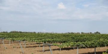 Кондатьев: аграрии заложили больше 480 гектаров новых виноградников на Кубани