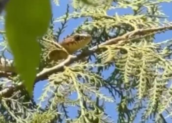 На Кубани сняли на видео забравшуюся на дерево змею