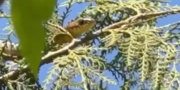 На Кубани сняли на видео забравшуюся на дерево змею