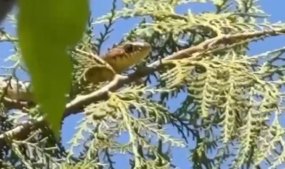 На Кубани сняли на видео забравшуюся на дерево змею