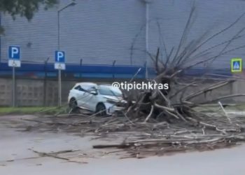В Краснодаре дерево упало на машину
