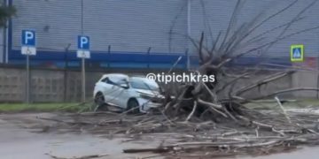 В Краснодаре дерево упало на машину