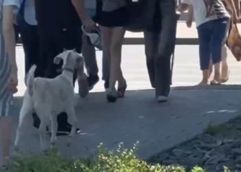 В Краснодаре мужчина выгуливал на поводке козу