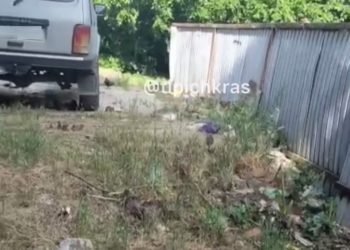 Краснодарцы жалуются на обилие крыс