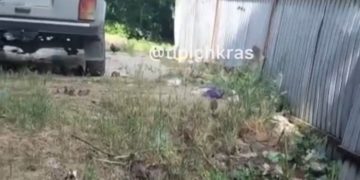 Краснодарцы жалуются на обилие крыс