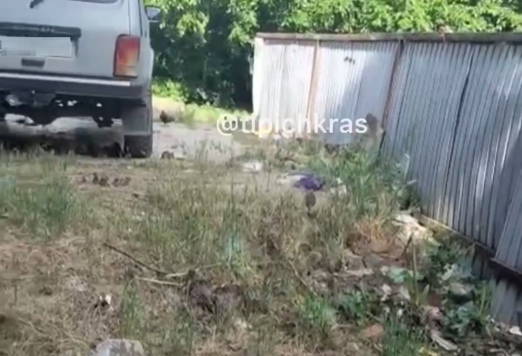 Краснодарцы жалуются на обилие крыс