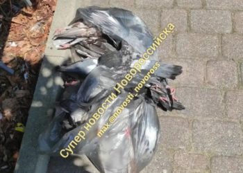 В Новороссийске нашли пакет с мертвыми голубями