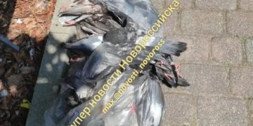 В Новороссийске нашли пакет с мертвыми голубями