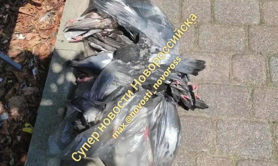 В Новороссийске нашли пакет с мертвыми голубями