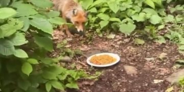 Сочинец в горах решил угостить лису пловом и снял это на видео