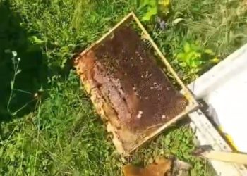 В Сочи медведь разгромил пасеку