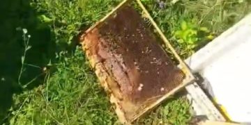 В Сочи медведь разгромил пасеку