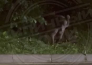 В Сочи медведь несколько дней наведывается к мусорным бакам ресторана