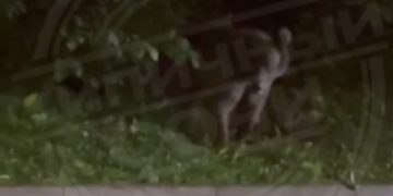 В Сочи медведь несколько дней наведывается к мусорным бакам ресторана