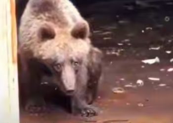 В Сочи еле живой медвежонок выполз к людям