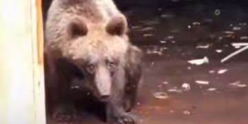 В Сочи еле живой медвежонок выполз к людям
