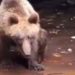 В Сочи еле живой медвежонок выполз к людям