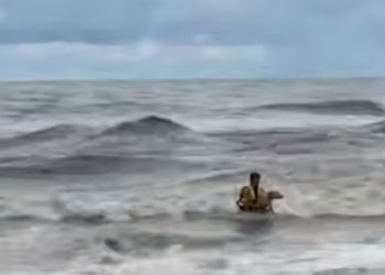 В Сочи спасатель вытащил из моря тонущую собаку