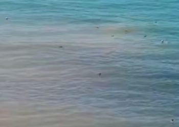 На пляже у Высокого берега в Анапе обнаружены десятки туш мертвых птиц
