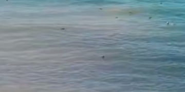 На пляже у Высокого берега в Анапе обнаружены десятки туш мертвых птиц