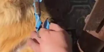 На Кубани женщина дала собаке крысиный яд и задушила проволокой