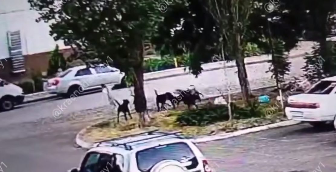 В Краснодаре стая бездомных собак напала на девочку